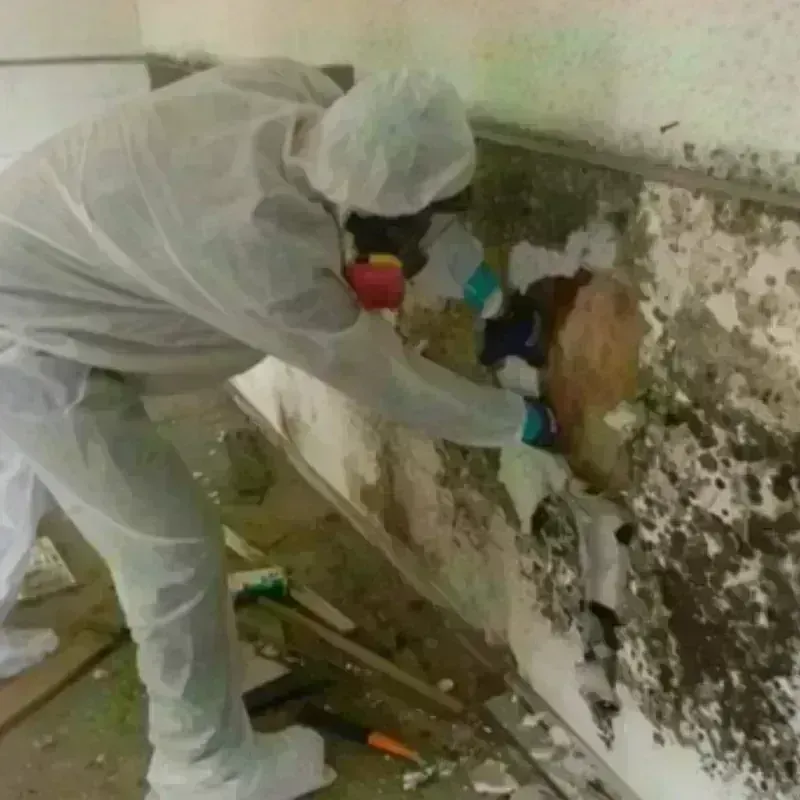 Mold Remediation and Removal in Davisboro, GA